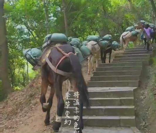 马队山区运输